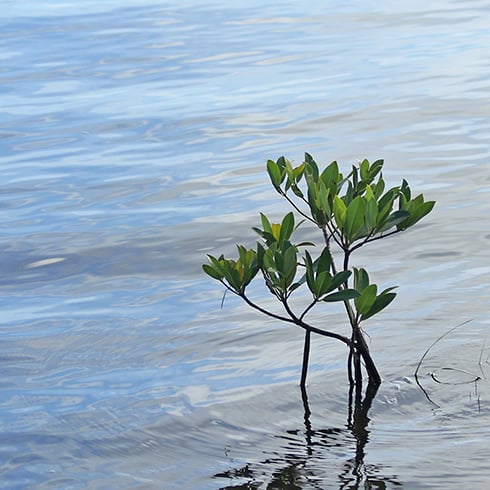 Stakeholder engagement programme for revitalisation of a river