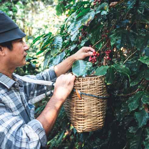 Decarbonising supply chains in Vietnam's coffee sector