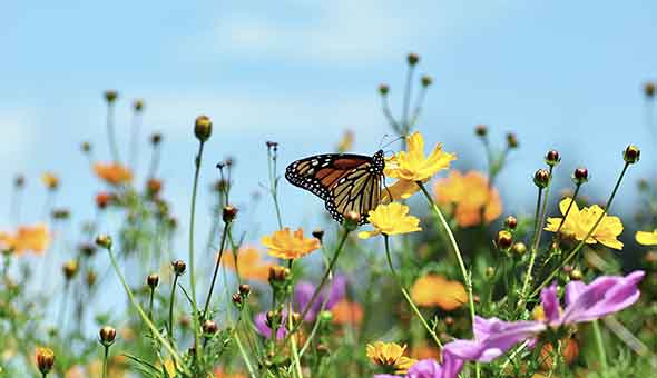 Isabella Phoenix: Growing Organically into Strategic Sustainability